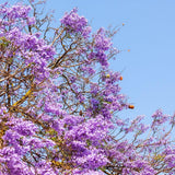 Jacaranda Tree Live Plant, 4-6 Inches Tall,