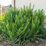 3 Blue Live Rosemary Plants, Live Starter Plant, 4-6 Inch Tall