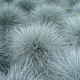 2 Ornamental Grass Plants Live, Well-Rooted Grass Plant, 4 Inch Pot