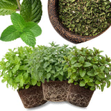 6 Mixed Mint Plants Live, 4-6 Inch Tall