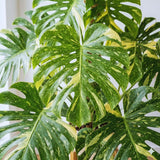 Monstera Plant Live, Outdoor Garden Plant, 5-8 Inch Tall
