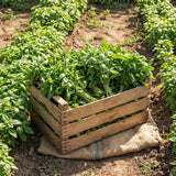 Sweet Basil Herb Live Plant, Fresh Culinary Herb, 4 Inch Tall, 4 Inch Pot